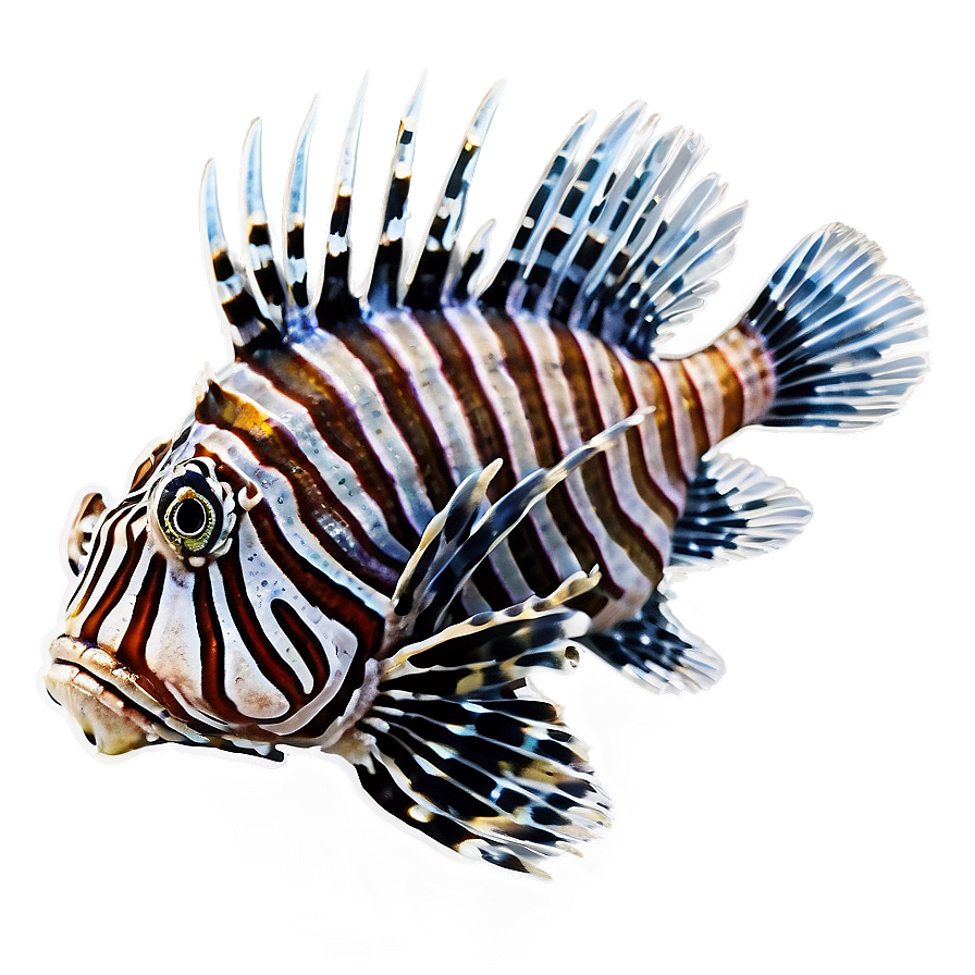 Lionfish Conservation Png 06292024