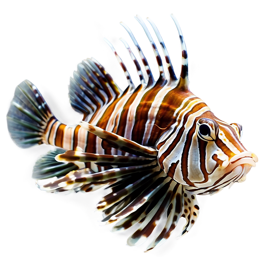 Lionfish Species Png 3