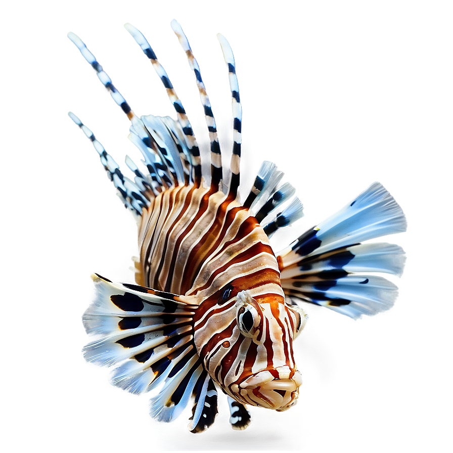 Lionfish Swimming Png 06292024