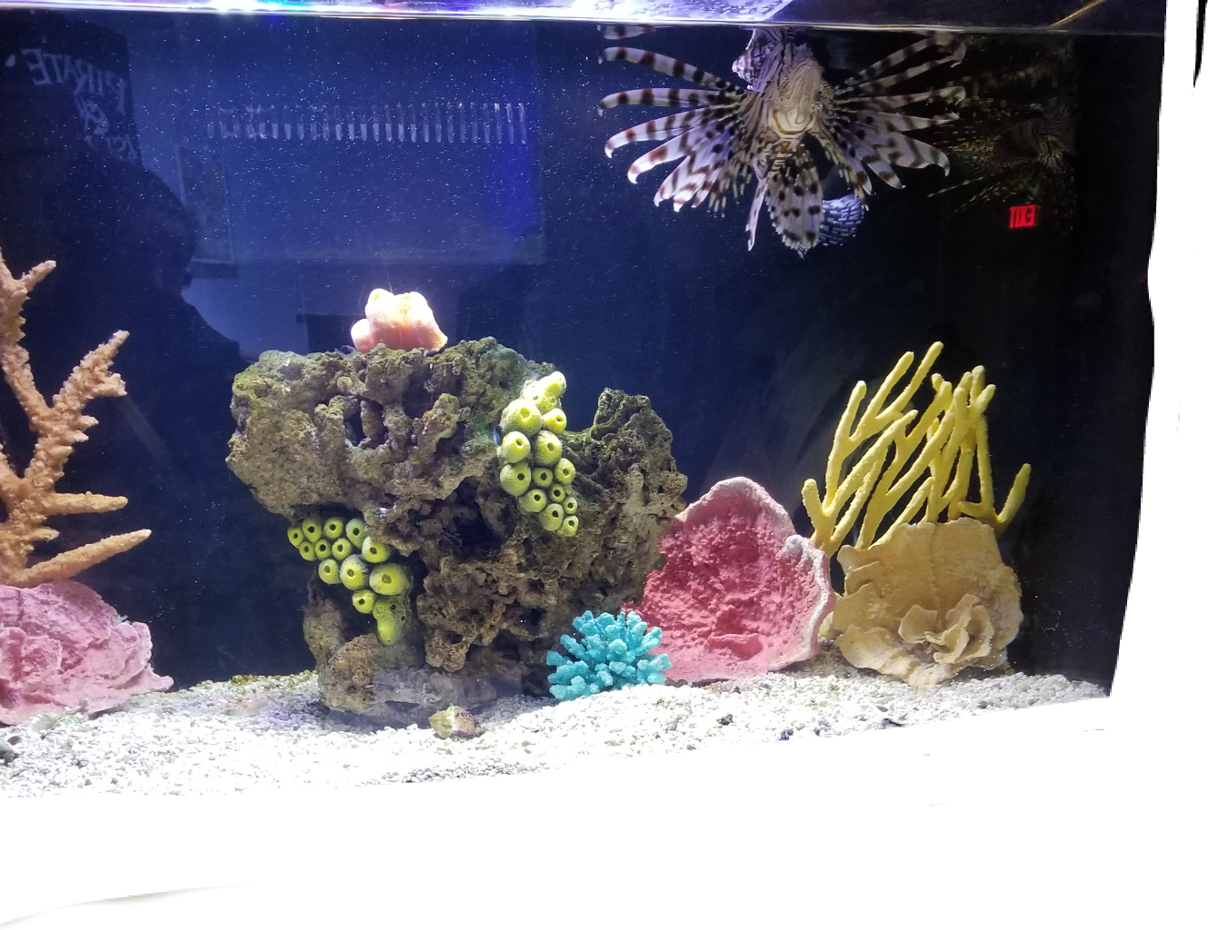 Lionfishin Aquarium Habitat