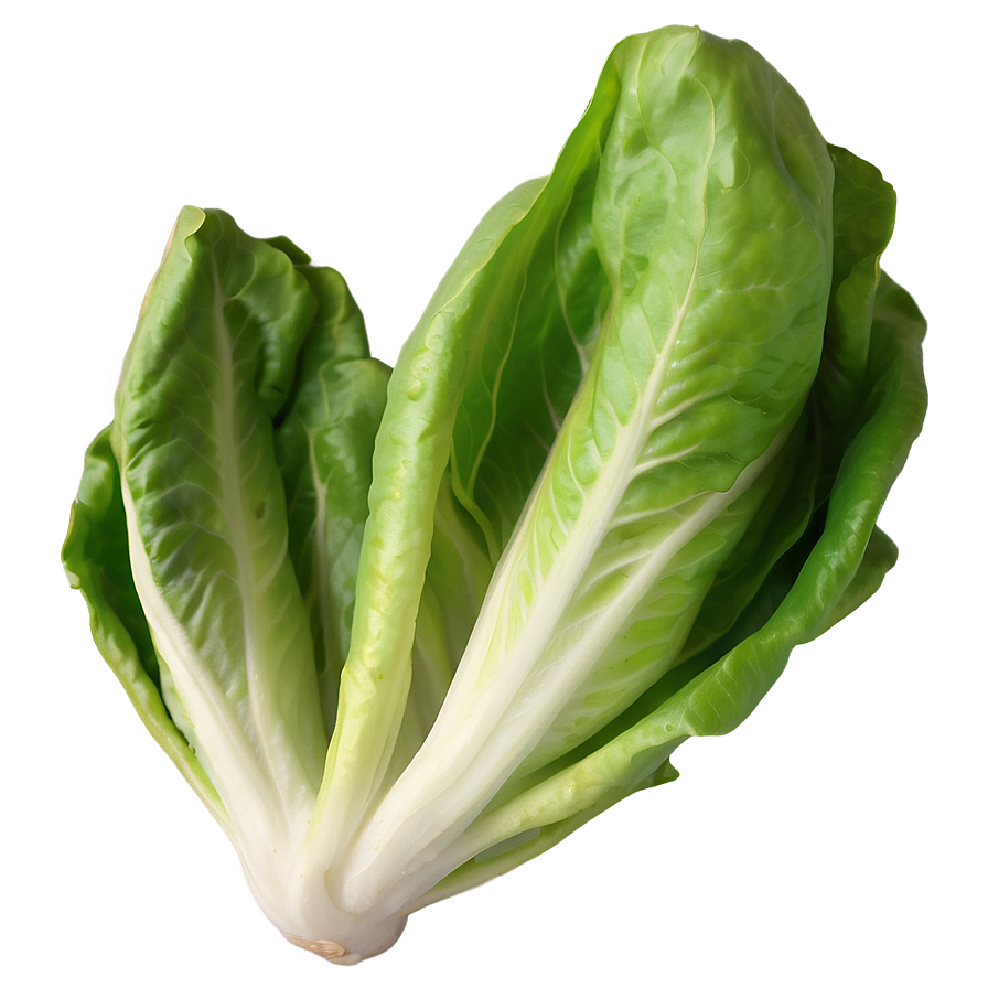 Little Gem Lettuce Png Dmq15