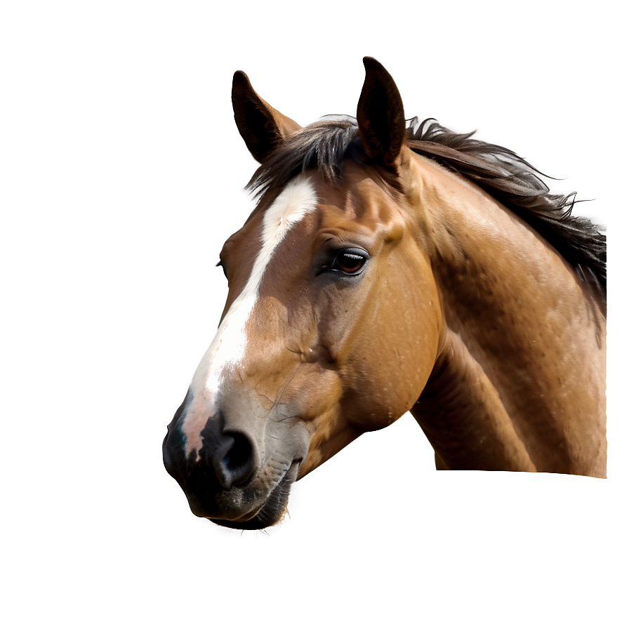 Lively Horse Head Composition Png Mbj