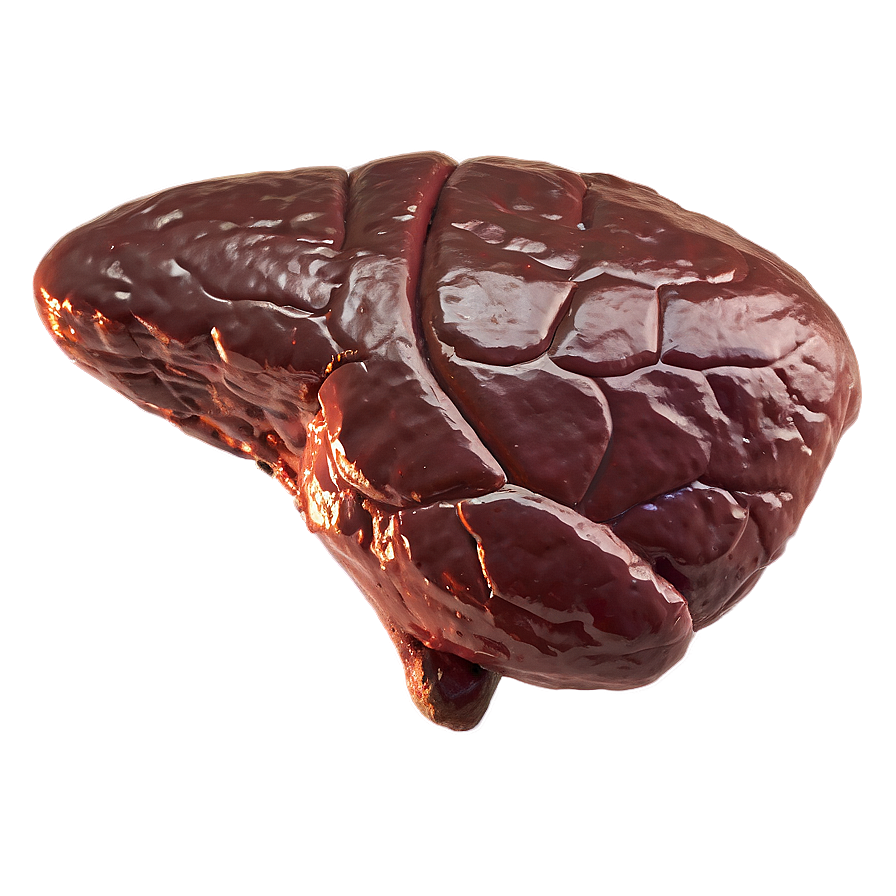 Liver A