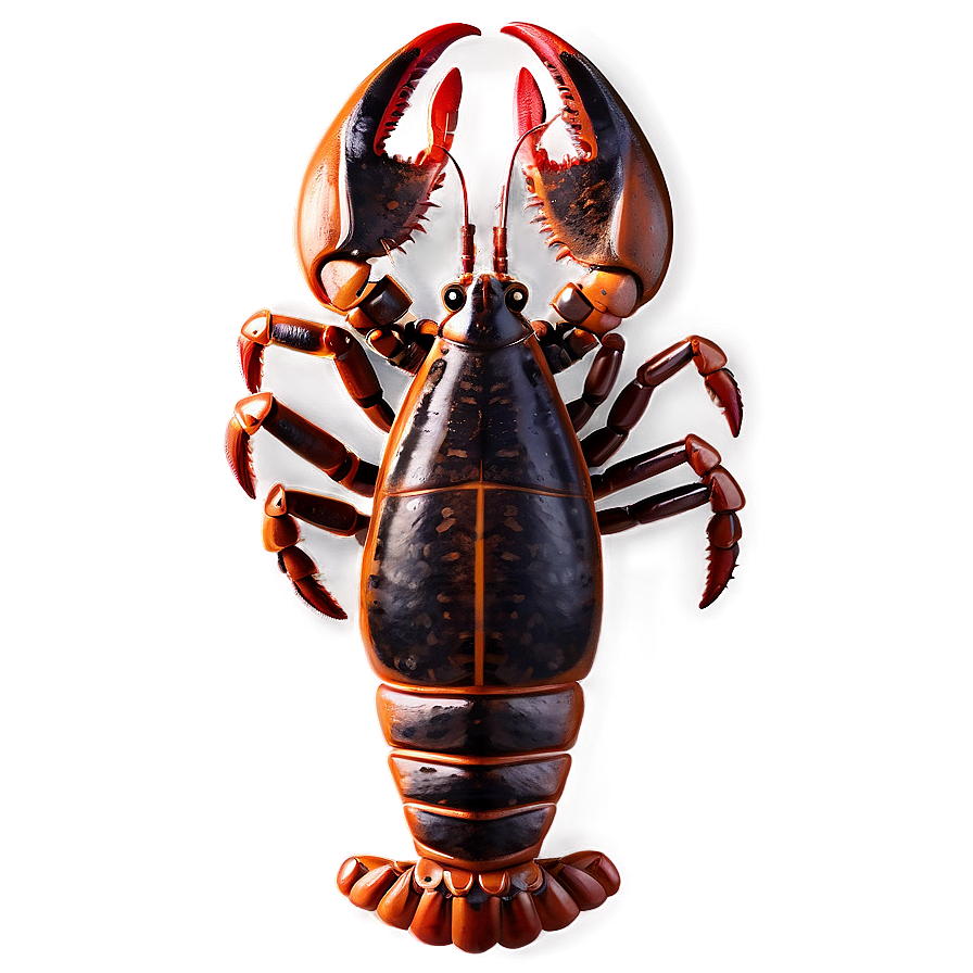 Lobster Drawing Png 05212024