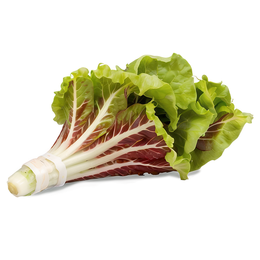 Lollo Rosso Lettuce Png Upd