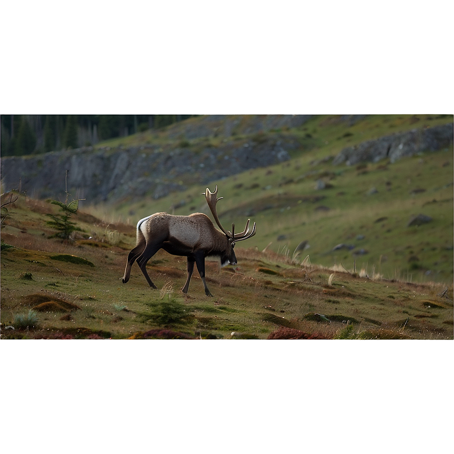 Lone Caribou On Hillside Png 06292024