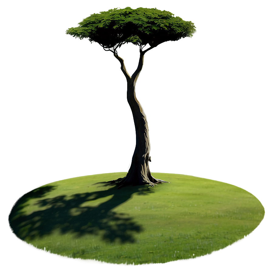 Lone Tree Shadow Png Ste