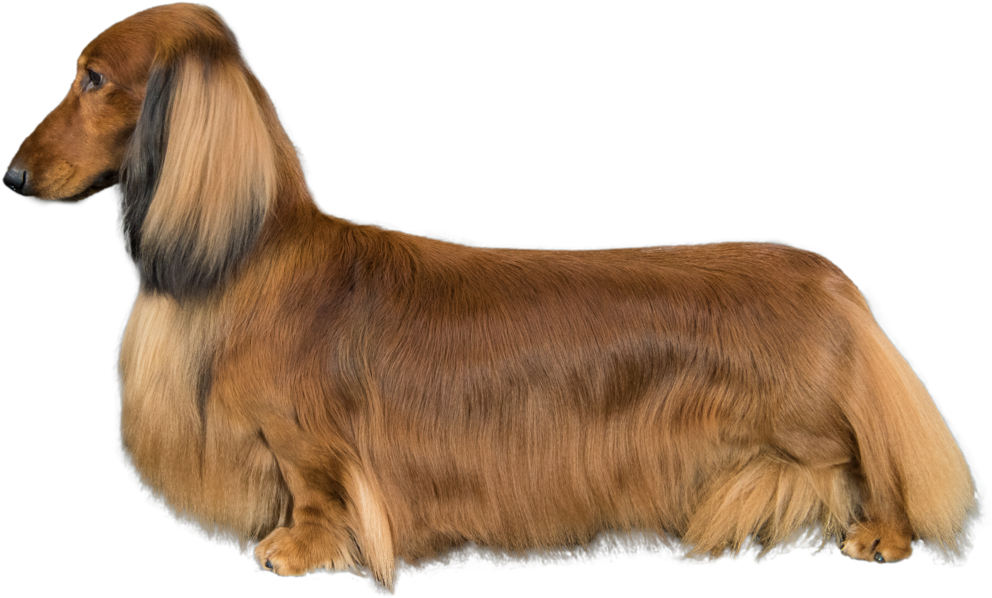 Long Haired Dachshund Profile