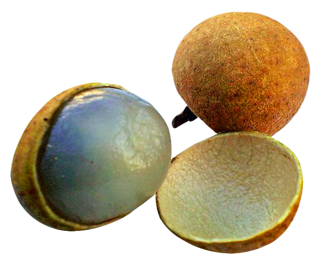 Longan Fruit Variety Display