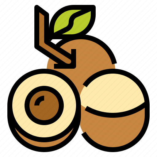 Longan Fruit Vector Illustration