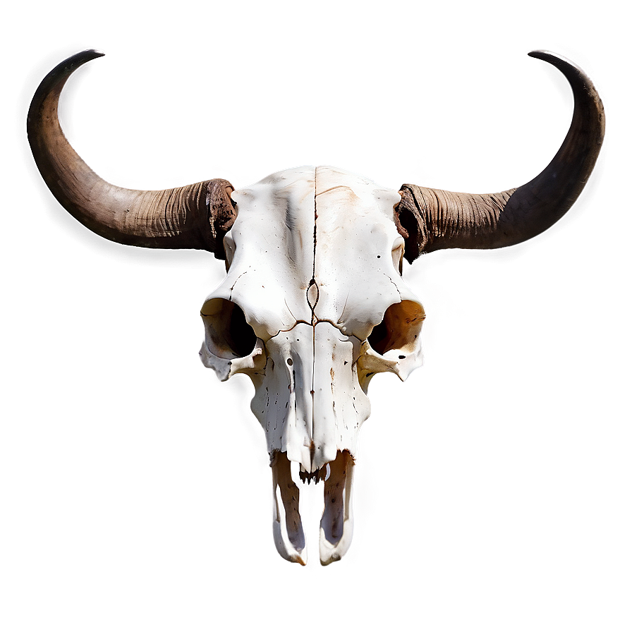 Longhorn Skull Illustration Png 06292024