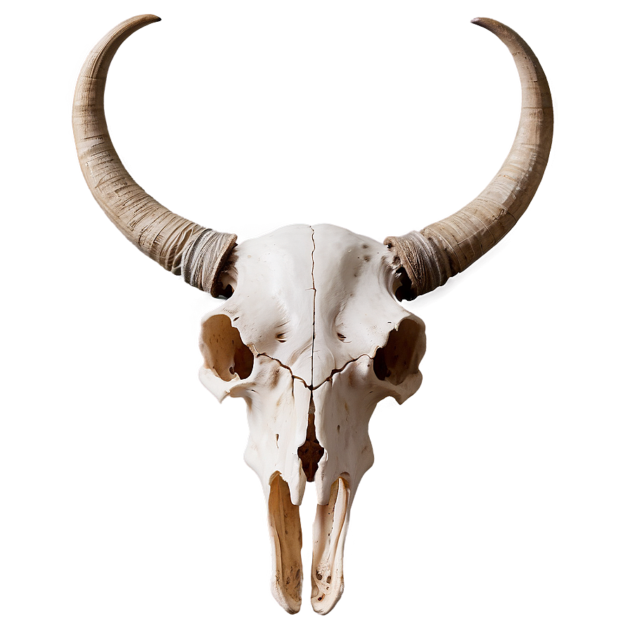 Longhorn Skull With Horns Png 52