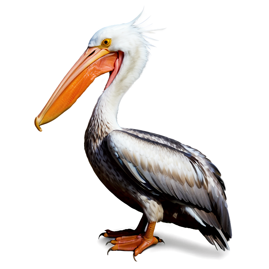 Louisiana Pelican Png Nyd16