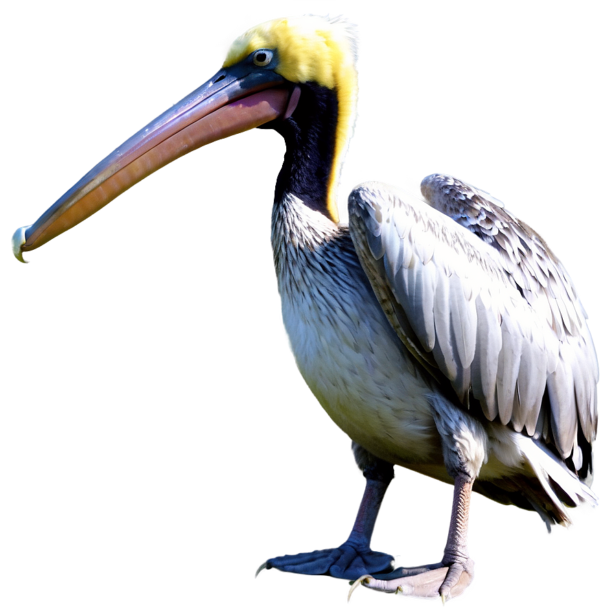 Louisiana Pelican Png Vml