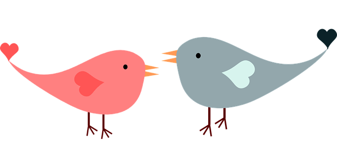 Lovebird Illustration Cartoon