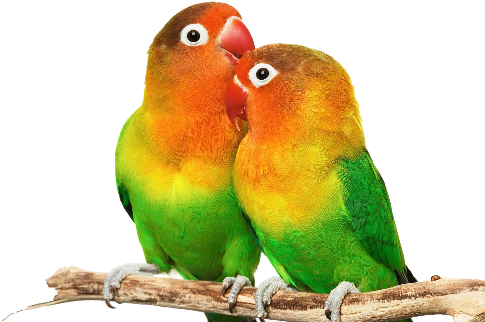 Lovebird_ Pair_ Affectionate_ Moment.png