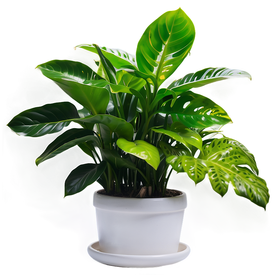 Low Light Indoor Plants Png Mqn58