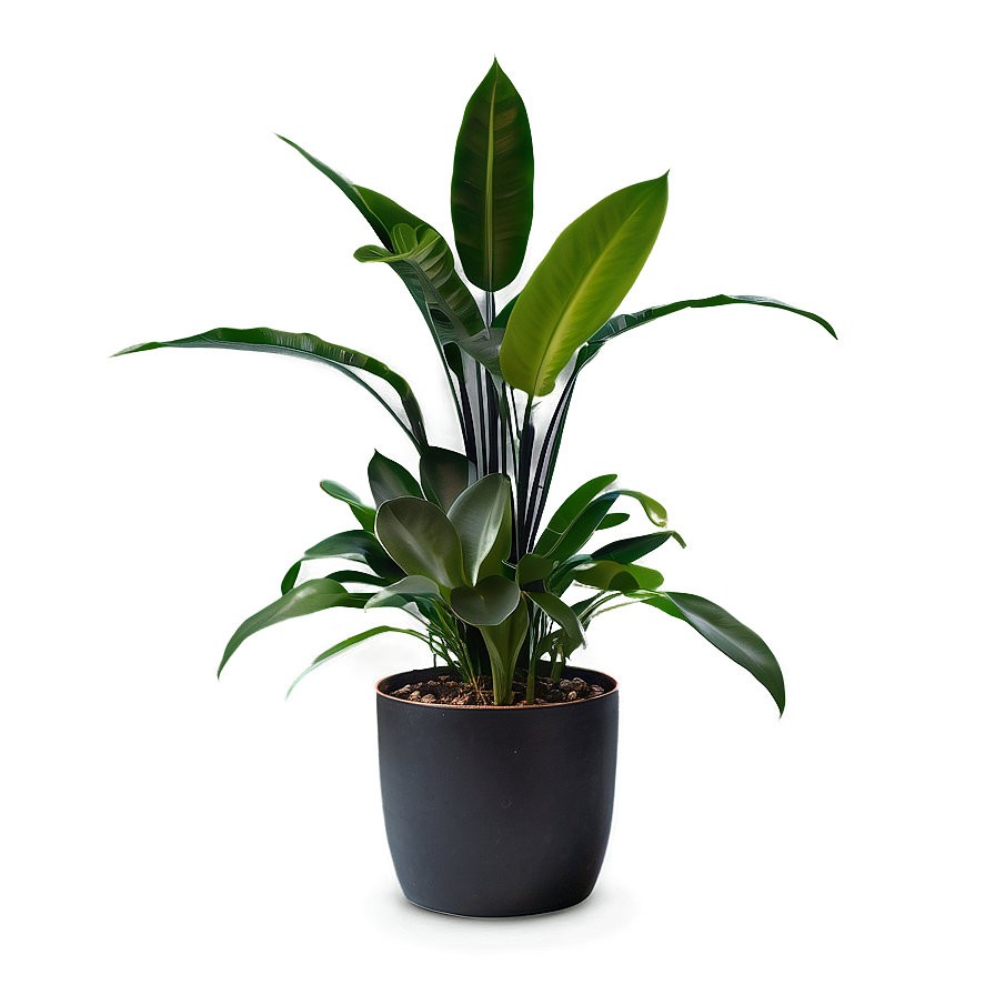 Low Light Indoor Plants Png Qae42