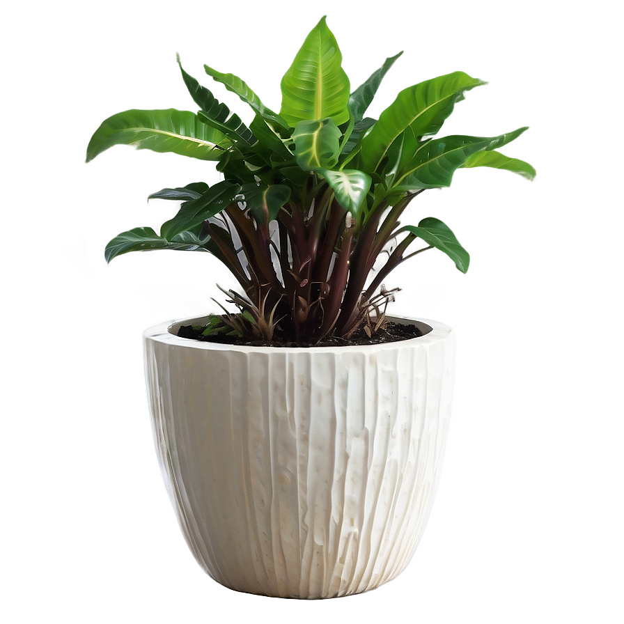 Low Maintenance Potted Plants Png 06122024