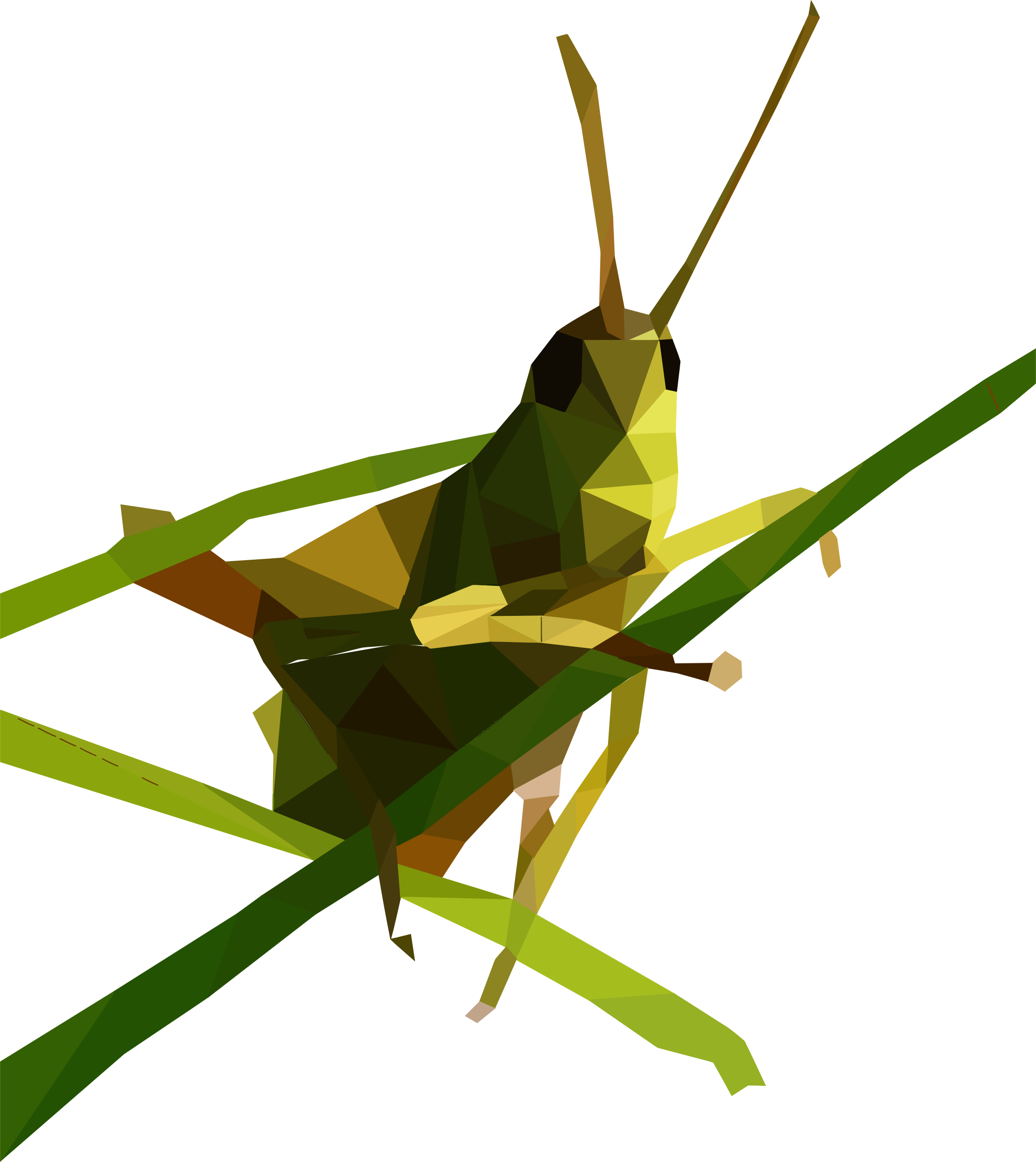 Low Poly Grasshopper Illustration