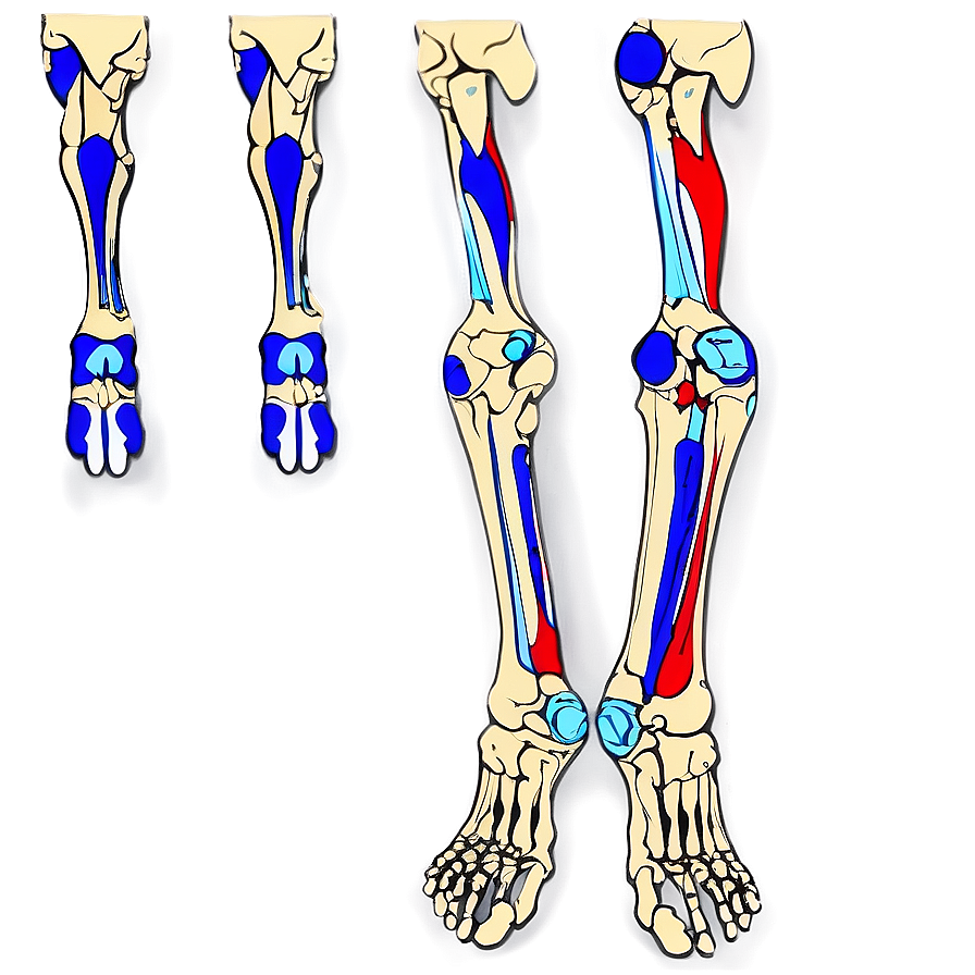 Lower Limb Skeleton Anatomy Png Kas58