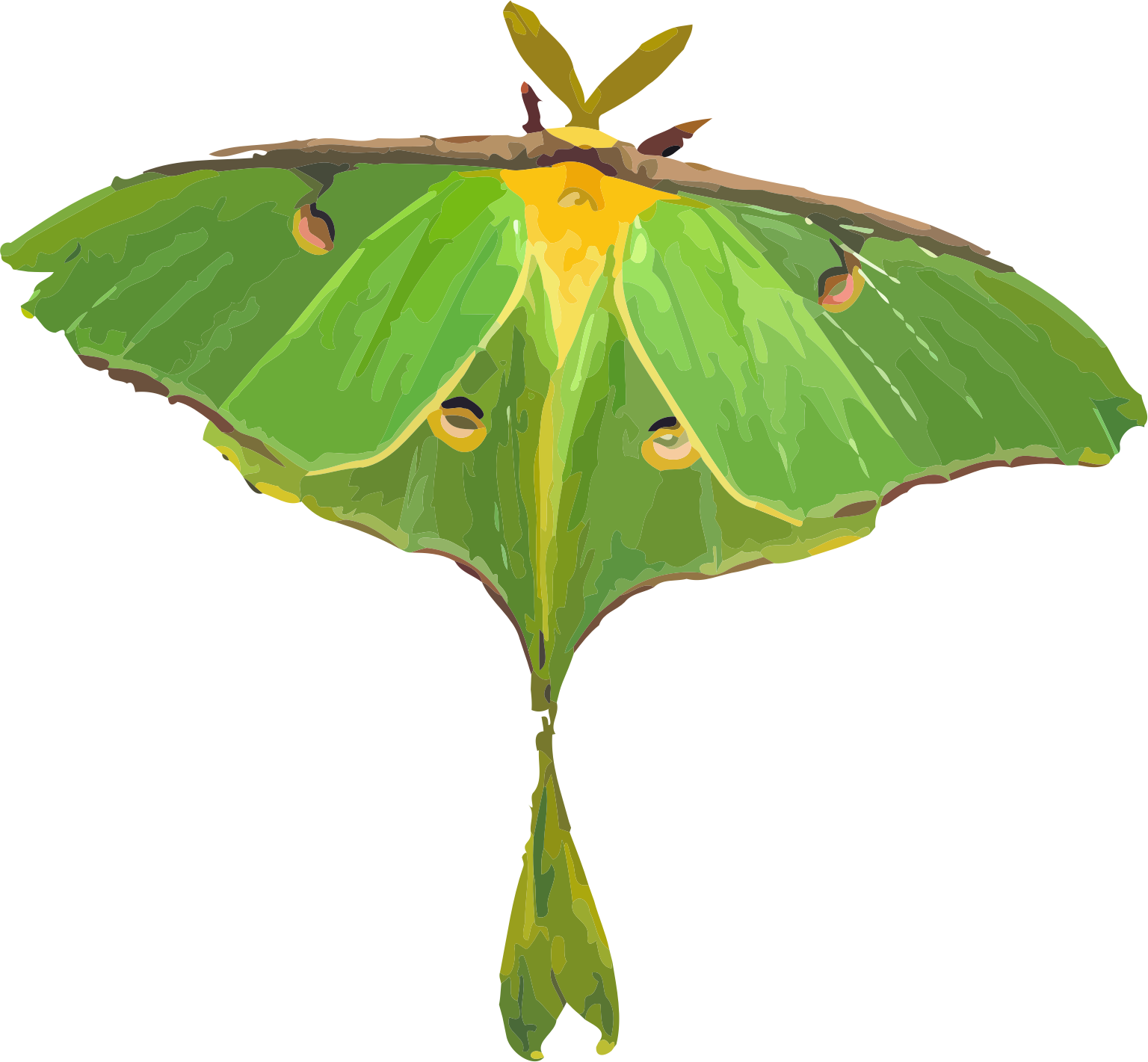 Luna Moth Illustration