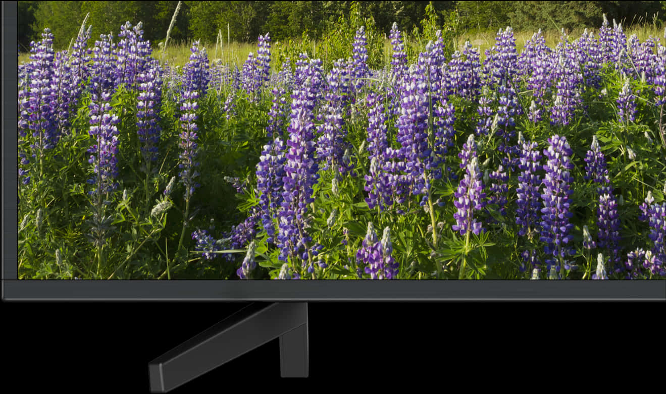 Lupine Field Displayedon L E D T V