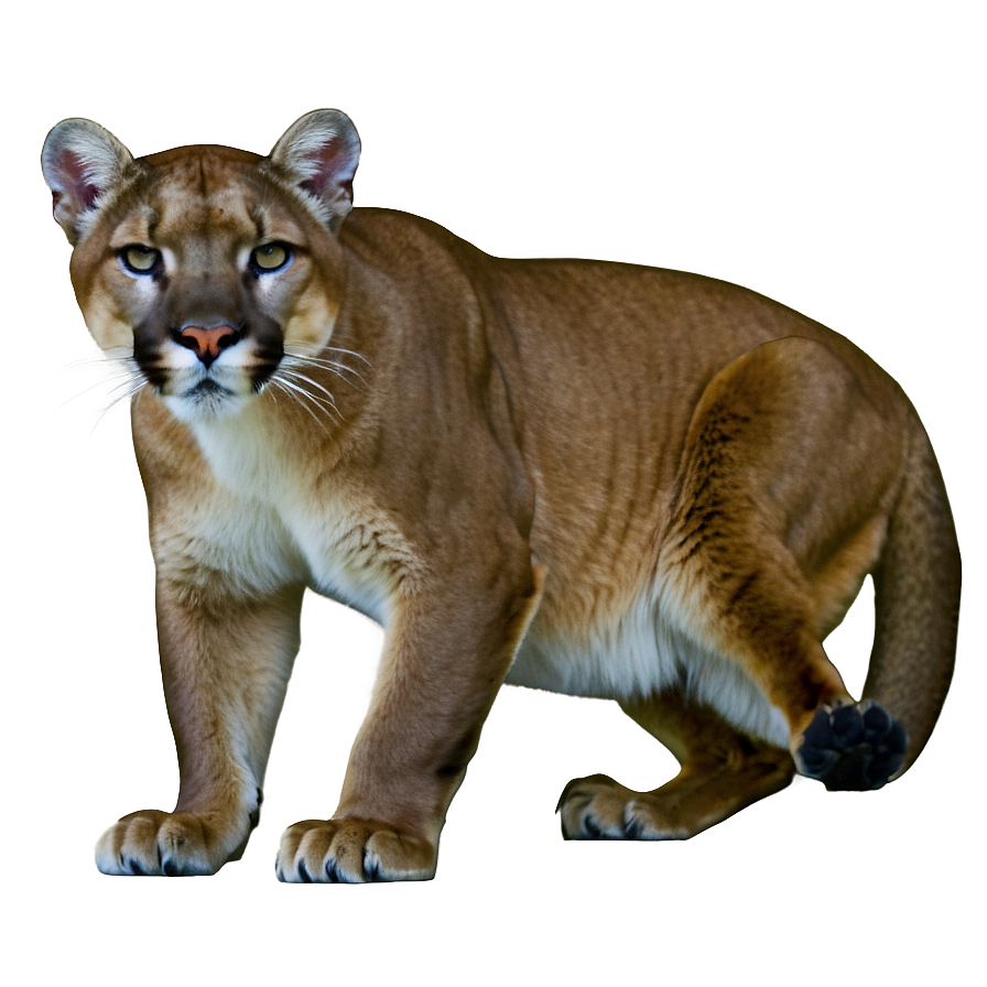 Lurking Cougar Png 30