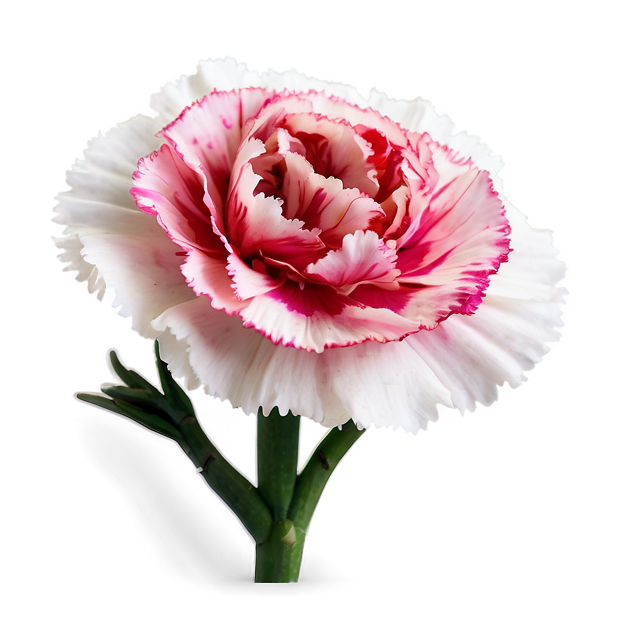 Lush Carnation Png 8