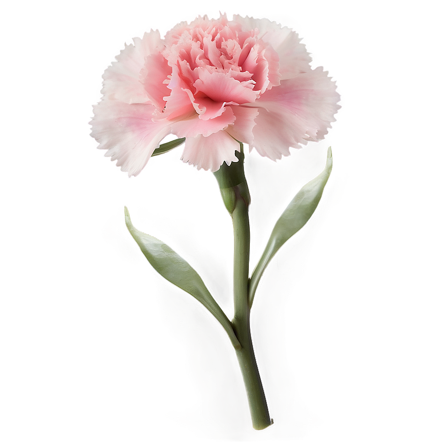 Lush Carnation Png Grg84