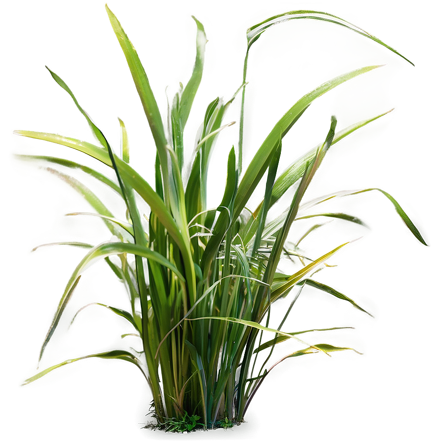 Lush Garden Grass Png Ifw