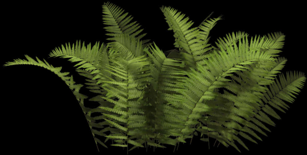 Lush Green Ferns Black Background