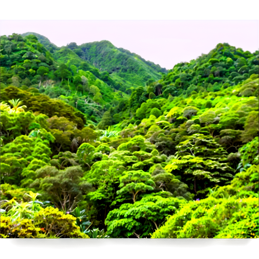 Lush Green Forest Png Gvd