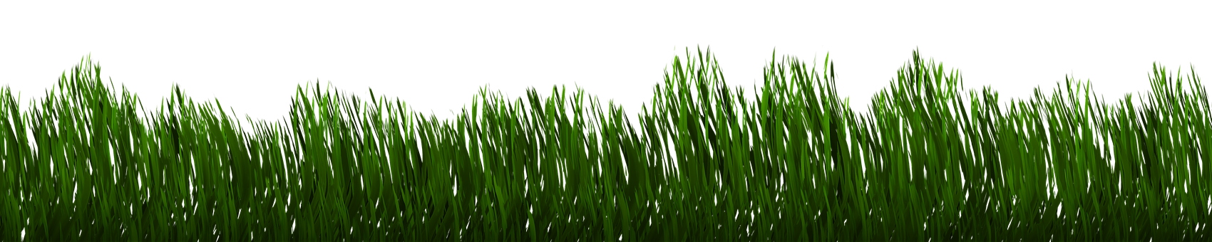 Lush Green Grass Edge