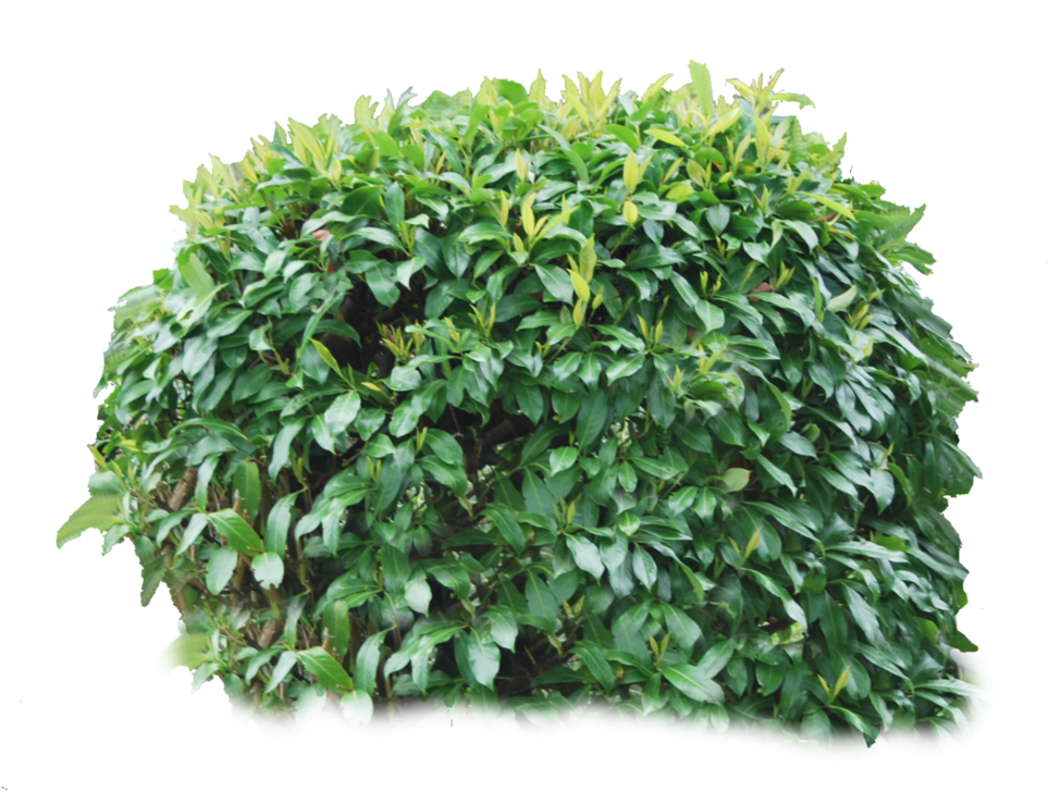 Lush Green Shrub Isolated.png