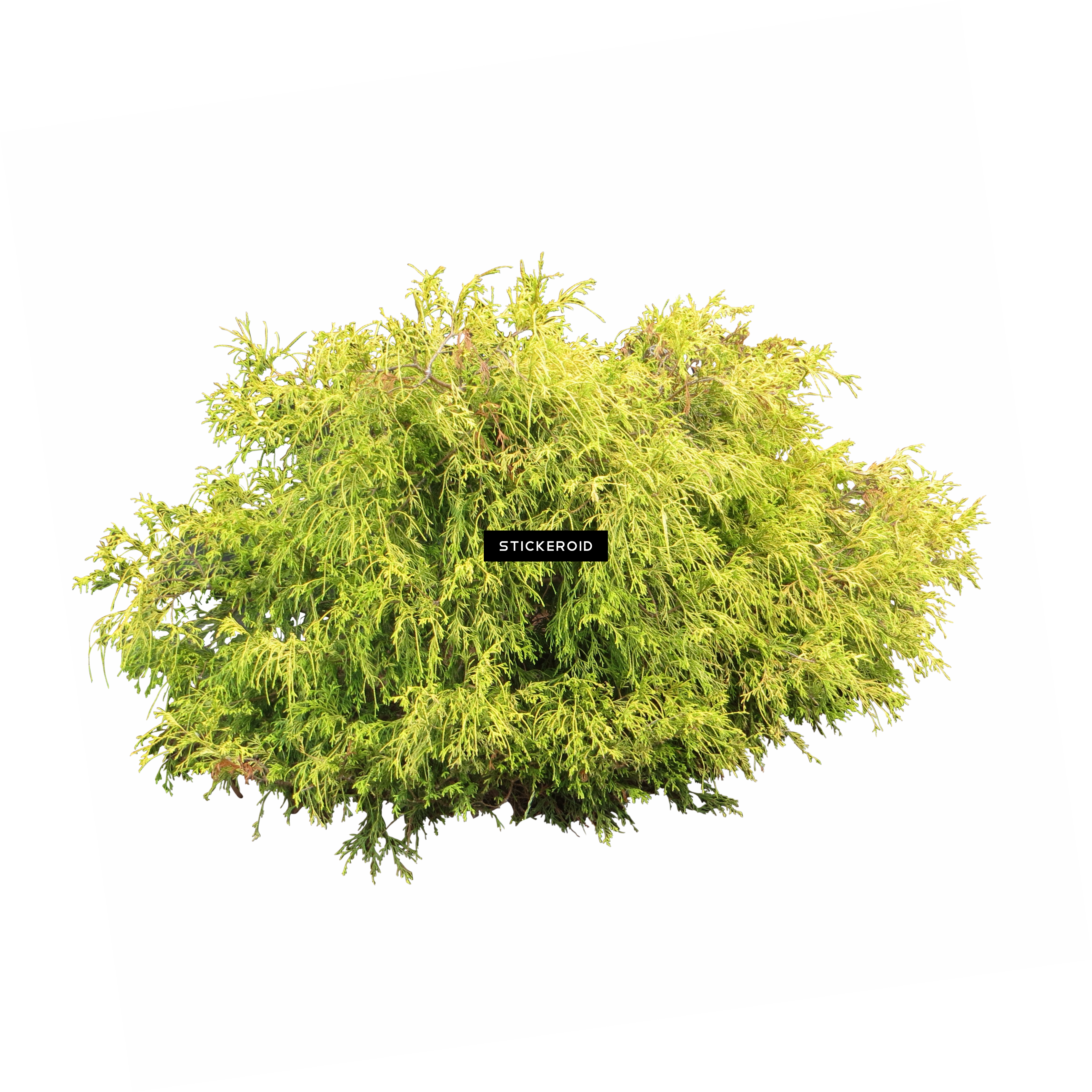 Lush Green Shrub Isolated