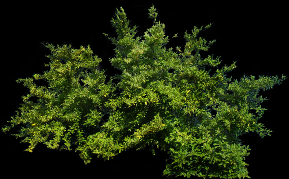 Lush Green Shrubbery Against Black Background.jpg