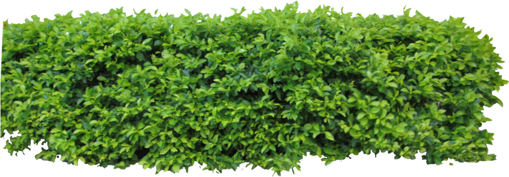 Lush Green Shrubbery Isolated