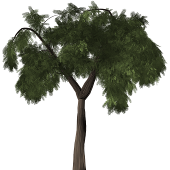 Lush Green Tree Black Background