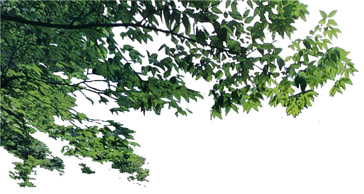 Lush Green Tree Branches.png