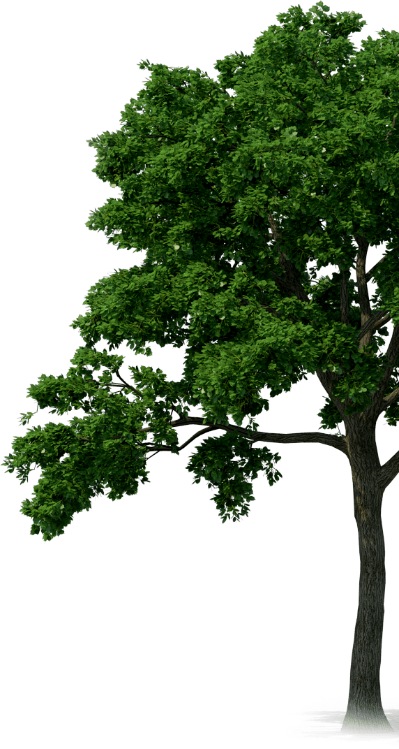 Lush Green Tree Isolatedon Gray Background