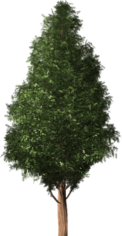 Lush Green Treeon Black Background.jpg