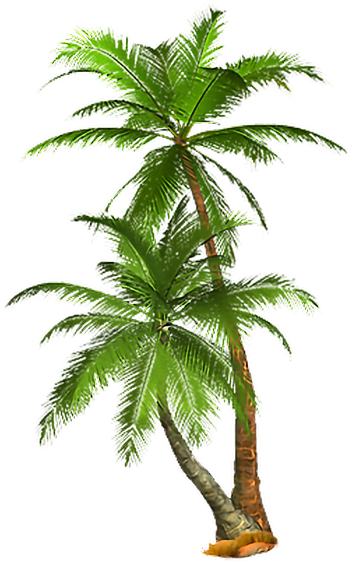 Lush Green Tropical Palm Tree.png