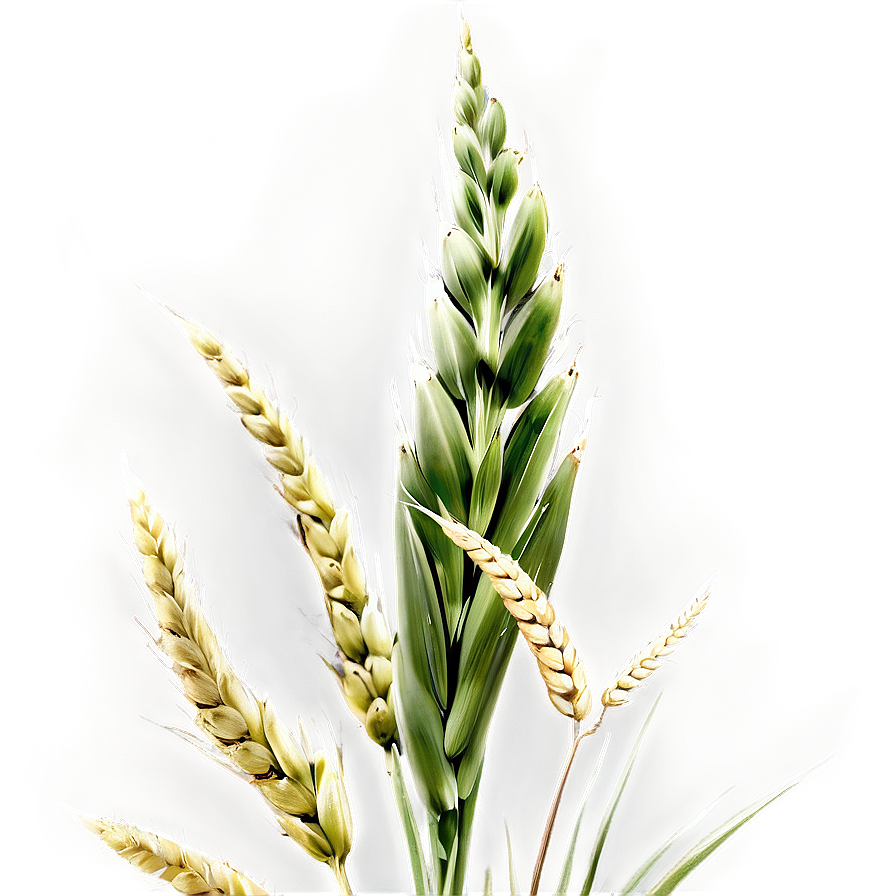 Lush Green Wheat Field Png Gbd47