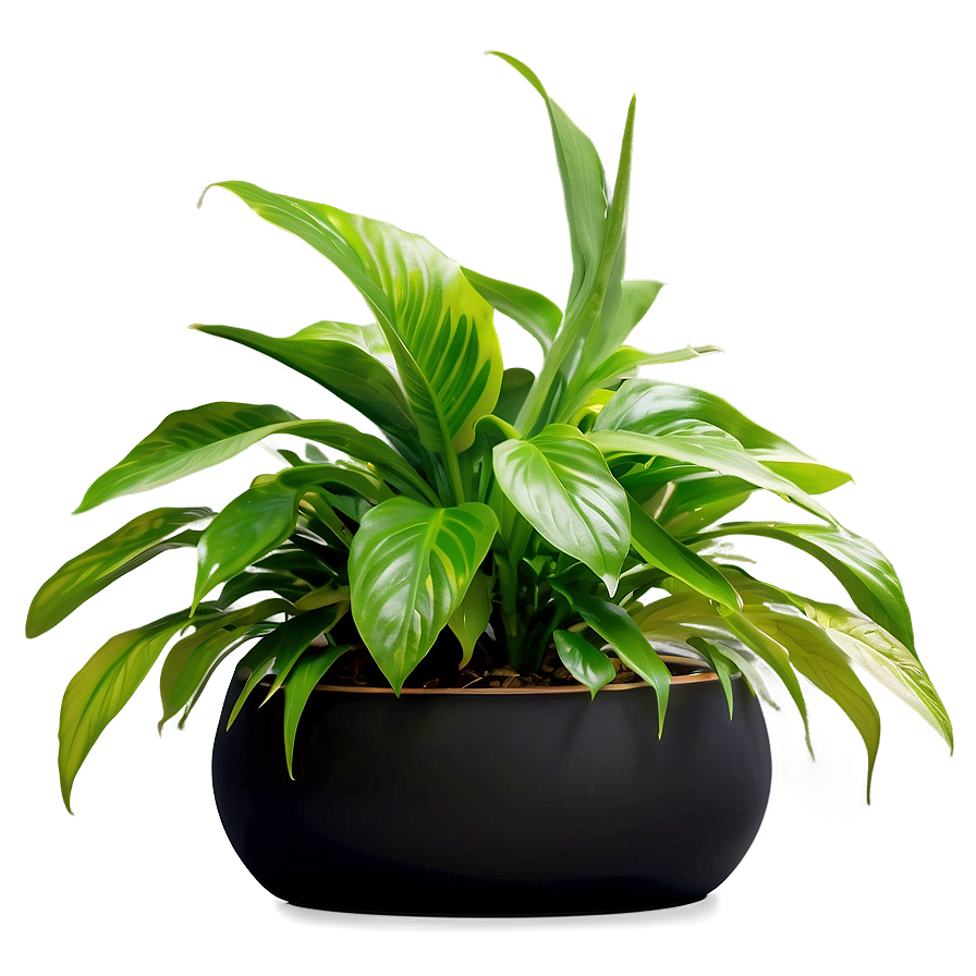 Lush Indoor Plant Png 06262024