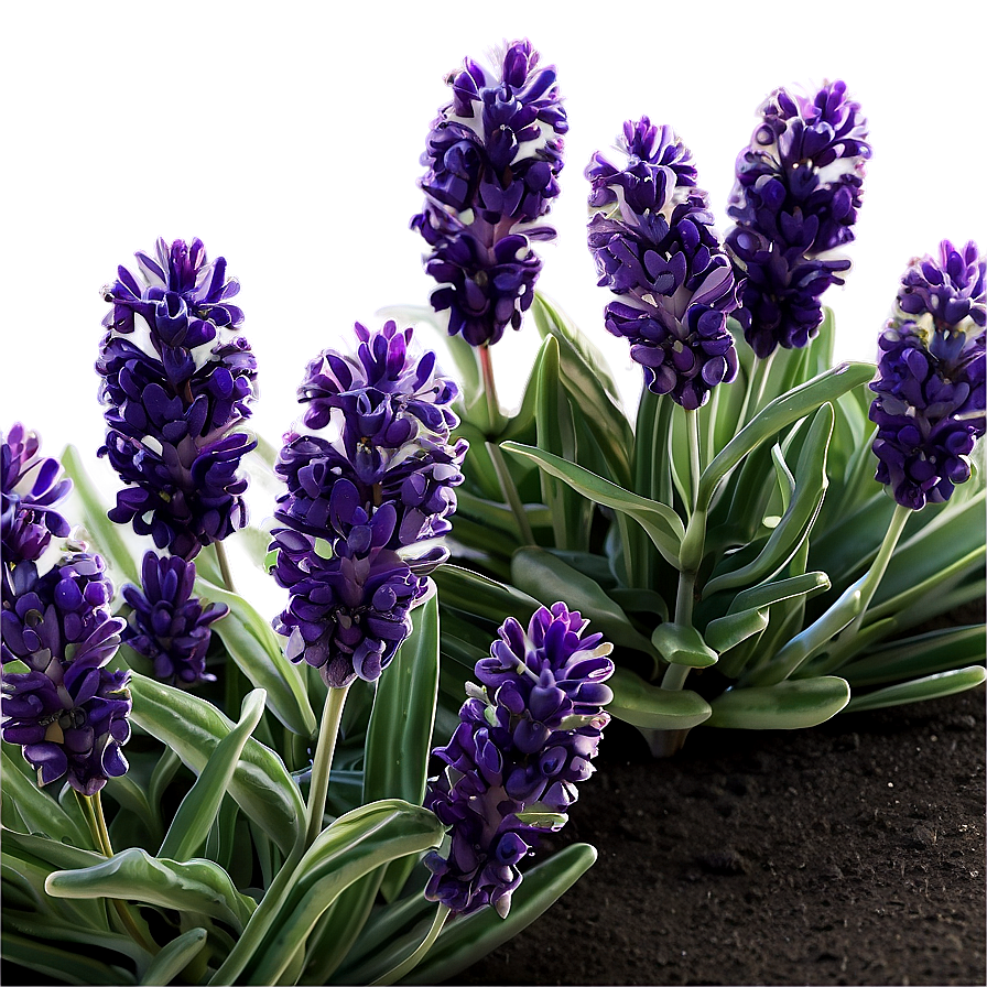 Lush Lavender Garden Png 06132024