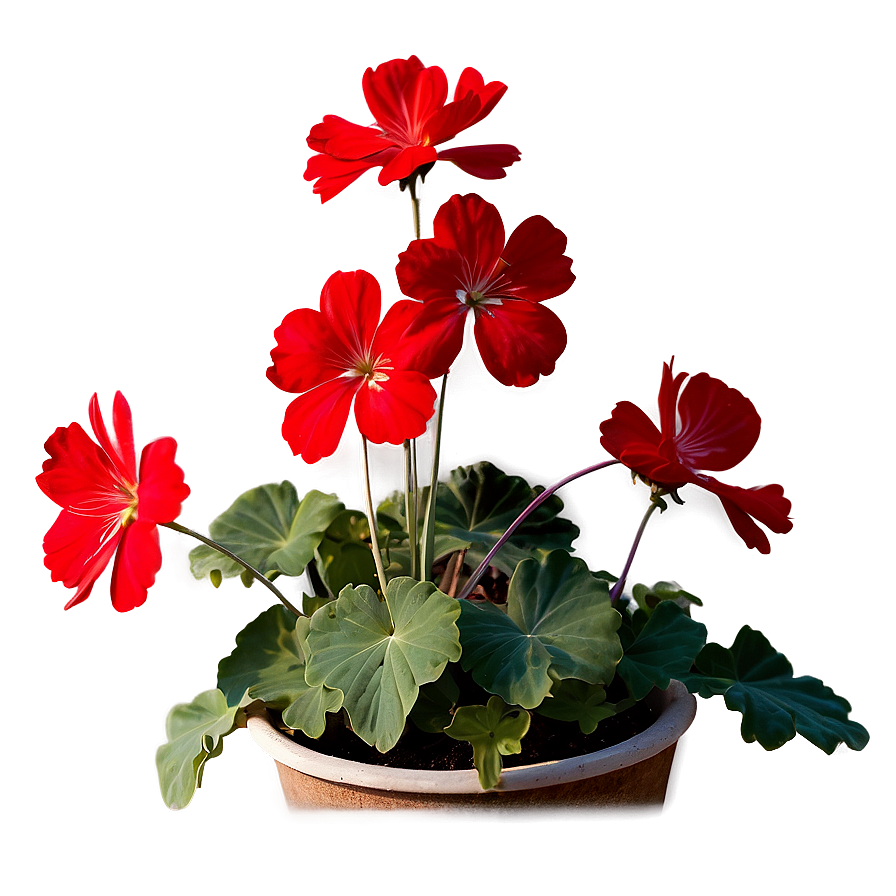 Lush Red Geraniums Png Pac28