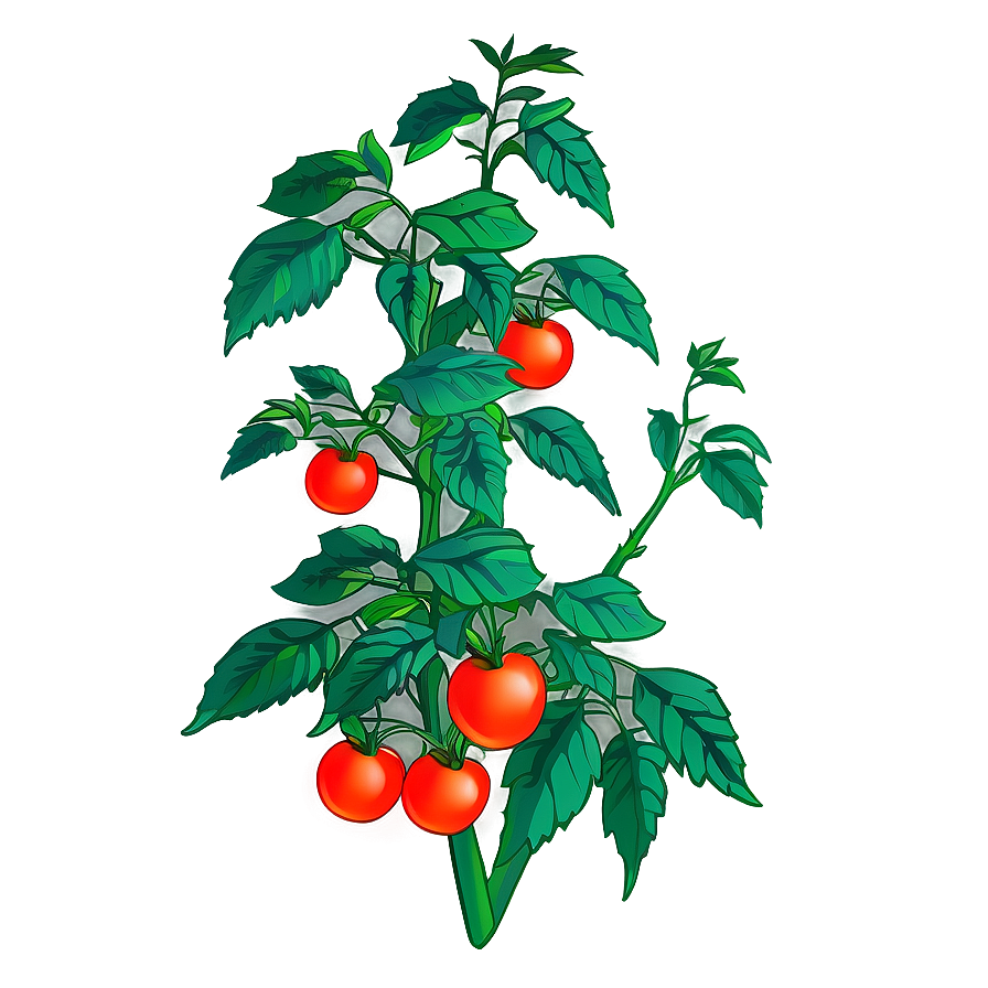 Lush Tomato Plant Png Mkt