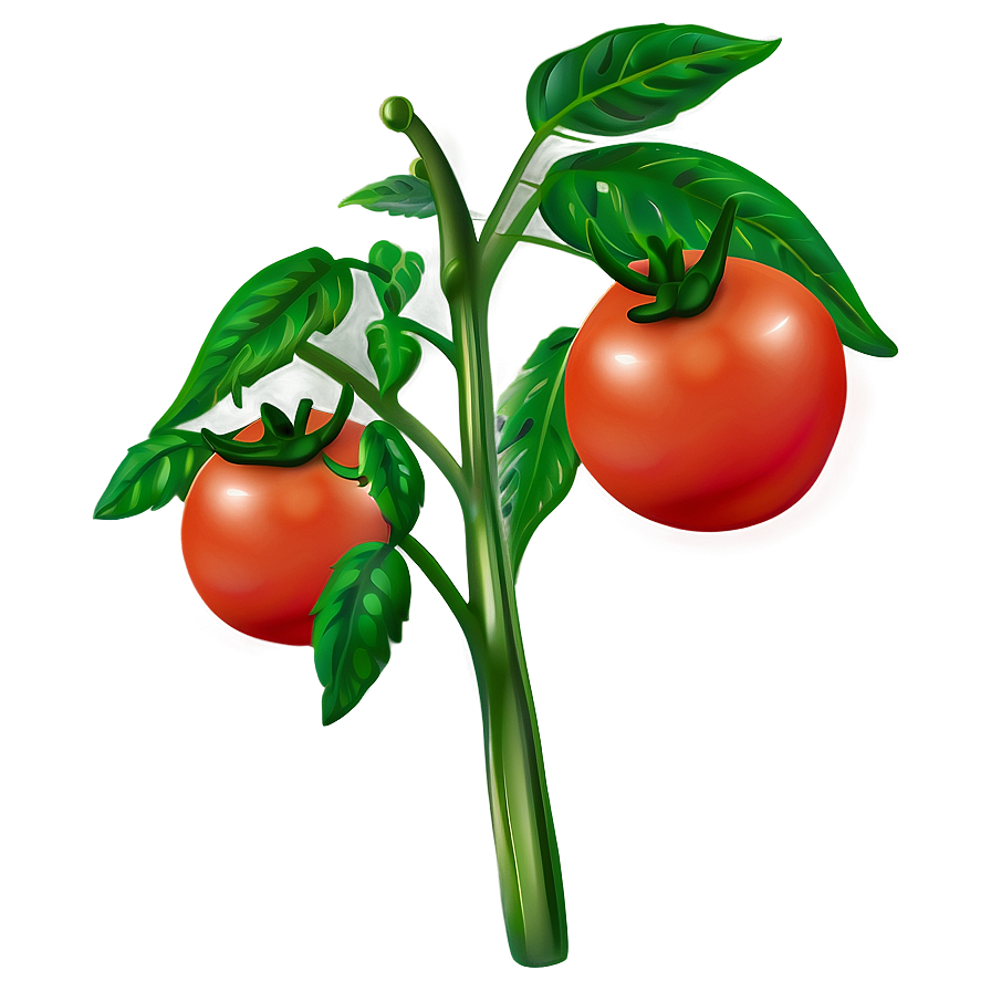 Lush Tomato Plant Png Pvu13