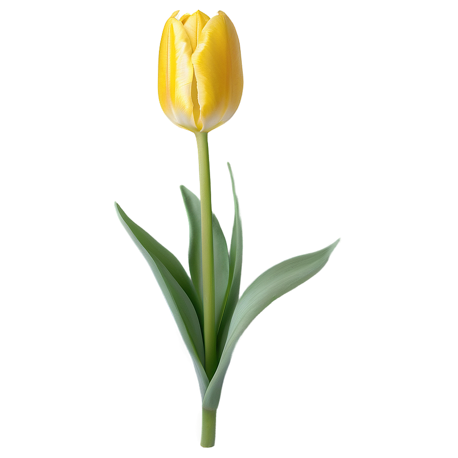 Lush Yellow Tulip Flower Png Sje61